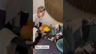 🤯 НОРМАЛЬНЫЕ СОБАКИ VS МОЯ 😬