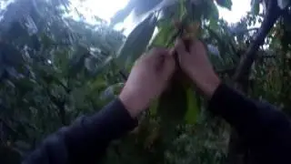 Черешенка (Божественный монтаж)