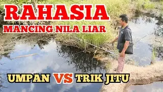 Umpan Mancing Ikan Nila Liar Babon Rawa Danau Dan Sungai