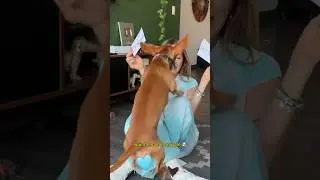 Mi PERRITO escoge mis nuevas UÑAS 😱🐶🌭❤️