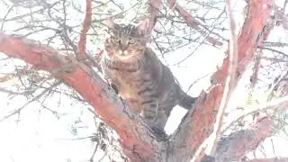 "Stinky" climbs pine