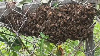 Bees On The Homestead! 😱 | Homestead Vlog