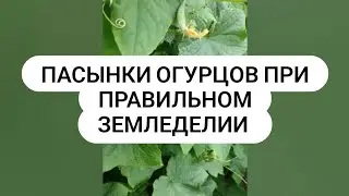 Пасынки огурцов в правильном земледелии.