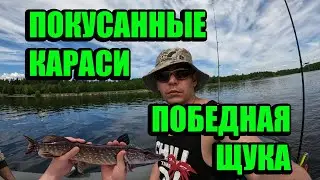 Рыбалка на щуку на жерлицы и спиннинг/ЖАДНЫЕ ЩУРЯТА