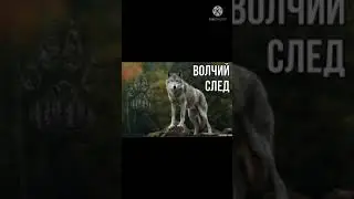 ВОЛЧИЙ СЛЕД на снегу