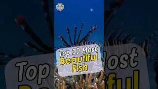 Top 10 Most Beautiful Fish in the World 