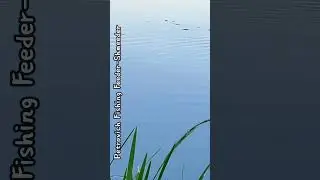 Лов коропа на Дністрі #fishing  #carp #carpfishing