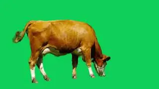 Green Screen Cow Eating