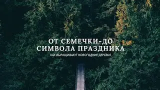 От семечки – до символа праздника. Как лесхозы выращивают и продают новогодние деревья