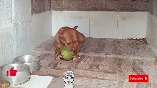 DOG BEST PITBULL #pitmonsters