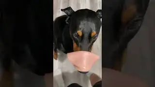 Yes it is #shorts #doberman