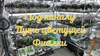 Путь цветущей Фиалки Каналу 1 годик!!! Что было за кадром, какие планы и тд. Обзор цветочной комнаты