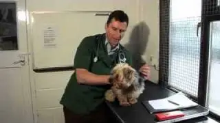 Airpets - Import & Export Pets Worldwide