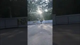 Импровизация ✨🛼#rollerskating #фигурноекатание #фигуристкасамоучка #квады
