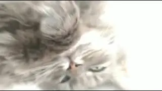 Our cat