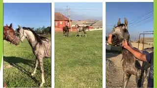 Мальчики дерутся за Татарку. 245