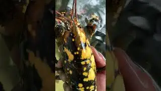 Rare Footage!! Our Pet Lobster Shed!
