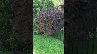 Барбарис.