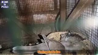 feeding bird puter
#puter #cuhu #derkuku