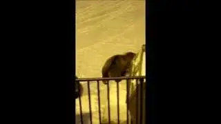 Mother Grizz