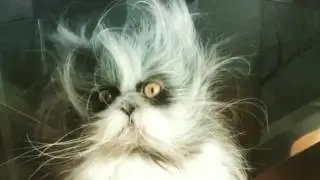 Супер кошка 🐱