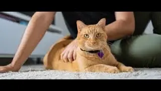 how to use your cats properly funny | are cats evil funny cat fights smacksown