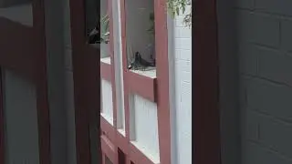 The baby pigeon flying.