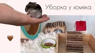 Уборка у хомяка-ХОМЯК￼🤎