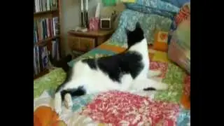 Ben Kemal Geliyorum 2 Kedi Versiyon