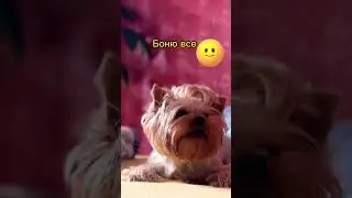 Когда Боня считает себя бультерьером 🤣