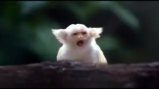 Golden-White Tassel-Ear Marmoset—Prefer Seasonally Flooded Habitats