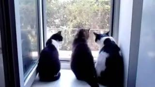 Happy three cats:)