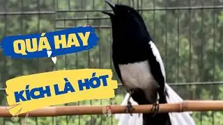 CHÒE THAN HÓT ĐẤU SIÊU CĂNG LỬA - LUYỆN GIỌNG CHÒE THAN BUỔI SÁNG - Suara Burung Kacer Gacor 2026