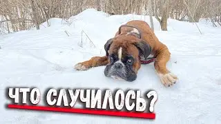 Почему я Тайсона  не беру гулять?