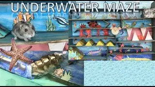 🐟🌊Underwater Maze For Hamster 🐹