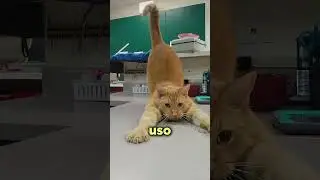 This plant turns the king of the jungle into a simple kitten