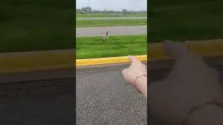 them geese got no maidens