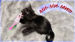 Веселые игры котенка
