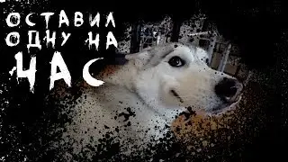 Завел хаски- будь готов к сюрпризам. Оставил одну на час (хаски Капелла)