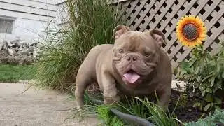 WHAT DO YALL THINK OF THIS BOY? #trending #viral #hitsquadbullies
