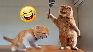 Los ANIMALES mas divertidos y tiernos parte 2 #gatos #mascotas #divertidos #animals #cute #animal