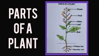 How to draw a plant easily/plant easy drawing/ parts of a plant easy drawing/VIII science diagram