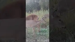 Just wanted to get a drink! #deer #deerhunting #deerseason