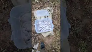 ОКУНЬ ГОРЯЧЕГО КОПЧЕНИЯ, БЫСТРО, ВКУСНО #тайгахмао