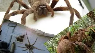 Top 5 biggest spiders in the world
