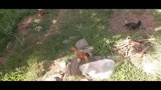 Hens#viralvideo #chicken #hasnain Murree H.D