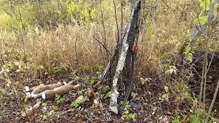 Охота на ЗАЙЦА! Золотая ОСЕНЬ! #3 Сезон 2019-2020г.