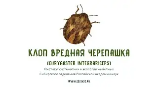Клоп вредная черепашка (Eurygaster integrariceps)