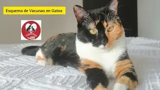 Calendario de Vacunación para GATOS 🐱 