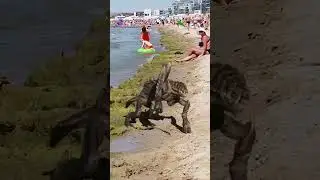 Анапа. Хозяин моря недоволен водорослями на пляже😂